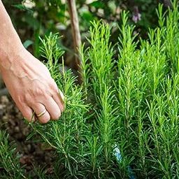 Rosemary Seeds for planting - "Hybrid" Herbs Plant Seeds" | High Germination Rate | Rosemery Plant Seeds | Herbs Seeds for Home Gardens & Kitchen Garden | Fresh & Non-GMO (Rosemary)-image-13
