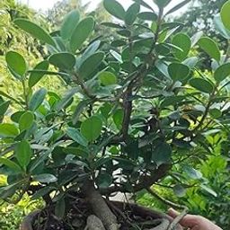 Indoor Bonsai Live Plant Chinese Banyan Type with China Bot Name Used in Indoor Decoration Gardening Pack of 1-image-6