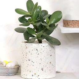 Patharwala Tea Light, & Candle Holder Terrazzo Natural-image-41