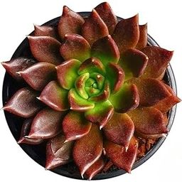 Floryzen Vishnu Kamal Succulent Live Plant Indoor Outdoor With Plastic Pot-image-48