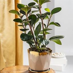 Floral Boutique Peperomia Obtusifolia Baby Rubber Plant with Beige Ceramic Pot, Live Indoor Plants for Living Room, Plant Stand for Balcony, Stylish Pots for Indoor Plants and Décor-image-29