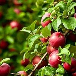 generic Grafted HRMN-99 / Hariman 99 Live Apple plant Tree -especially for Hot Indian Climate Hot Weather-picture-8