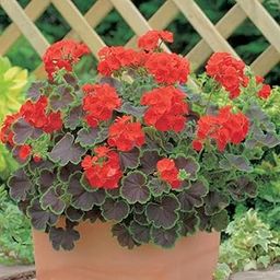 M-Tech Gardens Rare Geranium " Magic Red " Exotic 20 Seeds for Growing-image-76