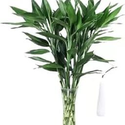 Plantoos Lucky Bamboo Straight Sticks 40 cm Live Plant (Pack of 10)-image-91