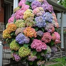 Aiden Gardens Super Bushy Hydrangea macrophylla Multicolor 1 Live Healthy Plant for Home Garden-image-31