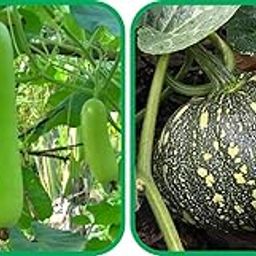 Aero Seeds Pumpkin (30 Seeds) And Bottle Gourd Long (30 Seeds) Vegetable Seeds Pack-image-35