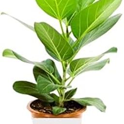 Bargad Live Plant Banyan Tree Outdoor Plant For Garden with black plastic pot (pack of one)-image-52