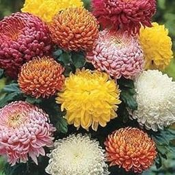 Chrysanthemum Live Plant Seeds For Home Gardening pack of 50 seeds-image-100
