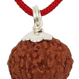 7 Mukhi Rudraksha Java Small Size/Seven Face Rudraksh Original Certified with Lab Report and Red Thread-picture-5