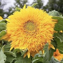 M-Tech Gardens Rare Double Dance Mixed Sunflower Seeds (Helianthus annuus) 50 Seeds Pack-image-8