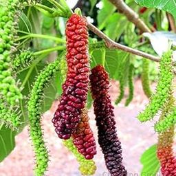 Charming Gronhus Special Sweet And Healthy All Time Long Finger Taiwan Mulberry/Shahtoot Fruit (Cutting) Live Plant,''Fruit After 4 to 6 Month''-image-10