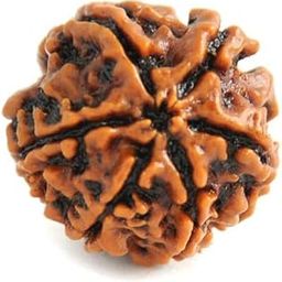 BRAINCORD 6 Mukhi Rudraksha Original Certified Nepali Bead Six Mukhi Shanmukhi Six Faced Rudraksh 6 Faced Rudraksha for Unisex-picture-53