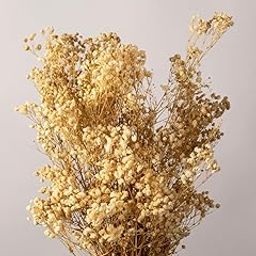 Whispering Homes Preserved Babysbreath Dried Flower for Home Decor | White | 5 Stems | Flowers for Vases-image-42