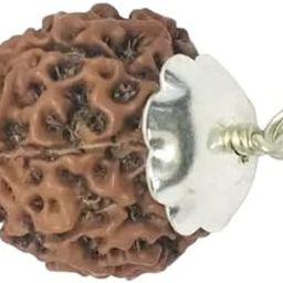 RudraGallery 8 Mukhi Rudraksha Original Certified Nepali Pendant आठ मुखी रुद्राक्ष 8 Face Rudraksha Original Nepal Aath Mukhi Rudraksh Eight Mukhi Rudrakshaa 8 Mukhi Nepal Rudrakshas 8 मुखी रुद्राक्ष-picture-54