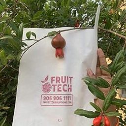 Fruit TECH' Pomegranate Fruit Protection/Growth Covers and Bags (18X24CM) - Pack of 100 Covers-image-5