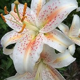 SVG® Oriental lily Double Imported Flower Bulbs All season for Your Home and Gardening Pack 2 bulbs (WHITE)-image-33