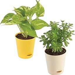 Ugaoo Good Luck Indoor Plants For Home With Pot - Jade Plant & Money Plant Variegated-image-29
