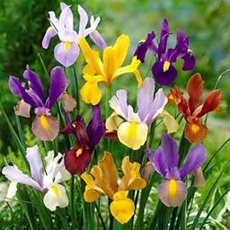 FernsFly® IMP. Dutch Iris Aromatic Flower Bulbs Winter Flower Home Pot/Land Gardening Bulbs Blooming planting (Pack of 1 Multi Mix Dutch Iris)-image-47