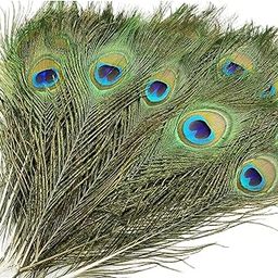 Home Genie Natural Peacock Feathers – 10-12 Inches (Pack of 50) – for Home Décor, Craft, and Spiritual Use-image-59
