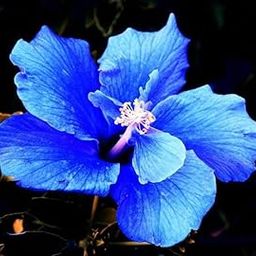 Rare Blue Hibiscus Live Plant Live Mature Flower Plant upto 2ft Height joba | Neela Gudhal |Hibiscus Plant Pack of 1-image-16