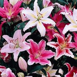 Mphmi Seedless Plant Plants Graceful Oriental Lilies - 15 Bulbs Pack-image-38