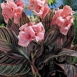 Radha Krishna Agriculture™ Imported Excellent Quality Mix Colour Canna Lily, Canna indica Flower Bulbs for Home Outdoor Gardening Plants Flowering Bulbs (Pack Of 2)-image-78