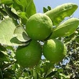 Royal Paradise Garden Rare Exotic Tropical Fruit Kagzi Nimboo/Lemon Dwarf Citrus Plant (1 Healthy Live Seedling Plant)-image-30