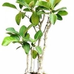 Nursery Delhi Plant NCR Banyan tree Bonsai - Plant Ficus-image-80