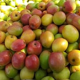 OhhSome Live Grafted Apple Ber Thailand Variety Known As The Indian Jujube Or Chinese Date, Sweet, Crispy & Juicy - High Yield Hybrid Plant Bear(1 Plant)-image-8
