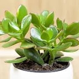 Good Luck Jade Plant, Indoor Succulent, Air Purifying Live Plant with singel pack-image-89