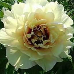 Ritz Farming® Peony herbaceous imported flowers bulbs | yellow color flower bulbs Pack of 1-image-19