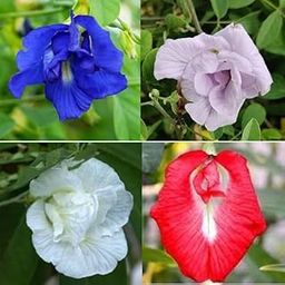 Butterfly Aparajita Flower Plant Seeds, Mixed Colors - Blue, Purple, White and Red Varieties, Garden Flowering Seed (20 seed par pack)-image-74