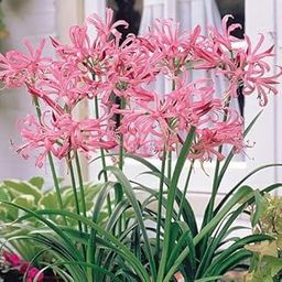 Nerine Lily Flower Set of 2 Bulbs By Zabbus-image-51