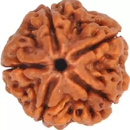 Five mukhi Rudraksha Natural bead & Certified | Astrological 5 Mukhi/Faced Rudraksha bead Unisex Both for Men & Women-picture-39
