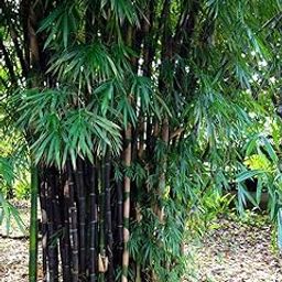 PS Agro Input Bambusa gigantea, Giant Bamboo, Dragon Bamboo, Dendrocalamus giganteus Seeds for Farming, Planting (40 seeds)-8