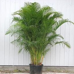 The Entacloo Areca Palm (LV-084)-image-83