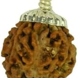 Natural 3 Mukhi Rudraksha Original Certified by Lab Trimukhi Rudraksha Natural 3 lines Rudraksha Nepal Rudraksha Pendant 3 Mukhi Rudraksha With Capping For Wearing-image-22