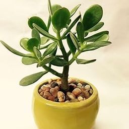 Original Jade Plant, Battan Bel, Crassula ovata Plant – Live Holy Indoor Succulent for Home, Office Table, Balcony, Living Room, Vastu Positive Energy Plant, Crassula Bonsai Look, Pack of 1-image-7