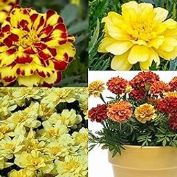 Alumia Hybrid Exotic Marigold Flower Mix Seeds Pack - 175+ Seeds -Multi Varieties - The Best French Marigold Mix-picture-17