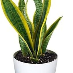 GiftedGreens Live Snake Plant with Free Pot | Sansevieria trifasciata | Elegant Air-Purifying Houseplant | Low Maintenance Indoor Decor | Ideal for Home and Office-image-9