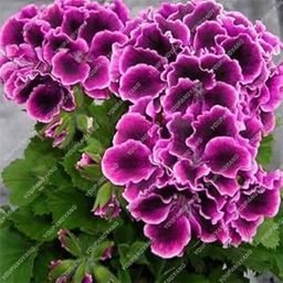 90 Pcs/Pack Rare Blue Geranium Seeds Perennial Rare Flower Seeds for Indoor Rooms Flower Elegant MixColor : Pink-image-98