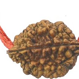 Wood 2 Mukhi Lab Certified Siddha Rudraksha (Brown)-25