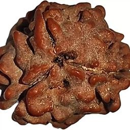 3 mukhi Rudraksha Quality Bead Original, Certified Rudraksha for Men and Women, Color Brown and Puja InstructionsX23-image-59