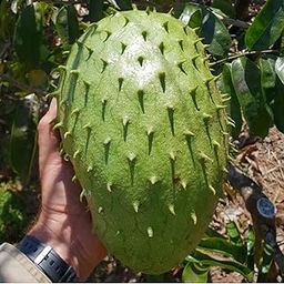 M-Tech Gardens Rare Soursop (" Giant " Annona muricata, Seedling) Exotic 1 Live Fruit Plant-image-32