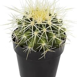 Greenursery Live Ball Cactus Indoor Plant For Living Room Balcony Home And Office Decoration Decor Live Plant with Beautiful Color Pots (Ball Cactus)-image-65