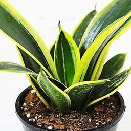 Sansevieria Golden Hahnii Snake Plant Without Self Watering Pot Pack Of 1-image-23