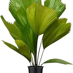 Kapebonavista Licuala grandis Ruffled Fan Palm Vanuatu Fan Palm Plant-image-11