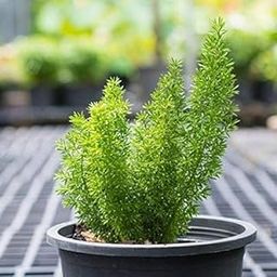 Foxtail Fern Rare Beauty decorative outdoor marvel gardening plant bulbs (Pack Of 1)-image-59