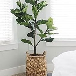 Fiddle-leaf fig Air purifying live Plant Indoors, outdoor for Living Room, Table Corner, Balcony, Office,Bed room/Home Decoration pack of 1 (Large)-picture-17