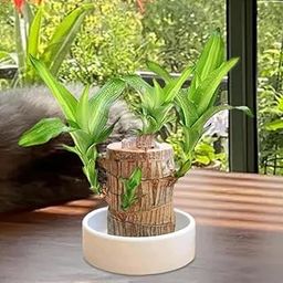 GAYATRI CREATION Bamboo Lucky Wood Good Luck Live Plant Lucky Brazil Wood Potted Plant | Healthy Indoor Live Lucky Brazilian Wood Plant for Living Room | Feng Shui Plant (without Pot pack of 1)-image-98